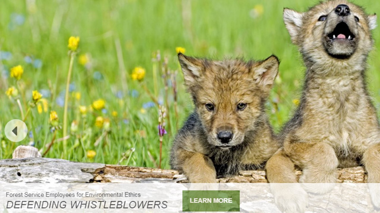 Mexican Grey Wolf cubs