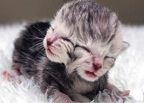 Two-headed kitten