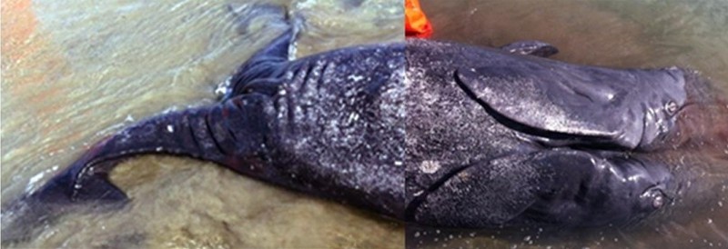 -8805- Dead, conjoined baby gray whales found on West Coast of N. America - 2 heads - 2 tails, joined in middle (PHOTOS -& VIDEO)