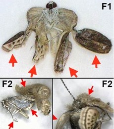 Diagram of Mutated Butterfly