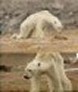 Artic polar bears are found covered with tumors& bleeding lesions & starving to death, thanks to Fukushima circulating airborne & seaborne nuclear fallout & fallout trapped in the ice until thawing. At the same time, Artic seals are covered in lesions & tumors & have up to 100% hair loss, & from Alaska to California are starving to dead because Fukushima seaborne fallout since 2011 has killed off the food chains. To start to cure this problem, we have to eliminate the Fed interest rate banker family dynasties who create these conditions because they value profits more than living things & financially support the death force & destroy the Life Force to make more & more money & have more power & control ...which is why they are sociopaths & psychopaths and destroying the Gaia (all the interconnected living systems) of Planet Earth.