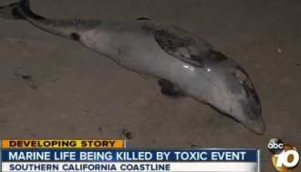 Baby dolphin killed by toxic event