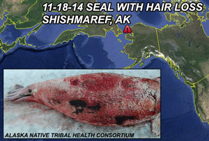 Fukushima airborne & seaborne nuclear fallout creates seal hair loss & lesions in Alaska