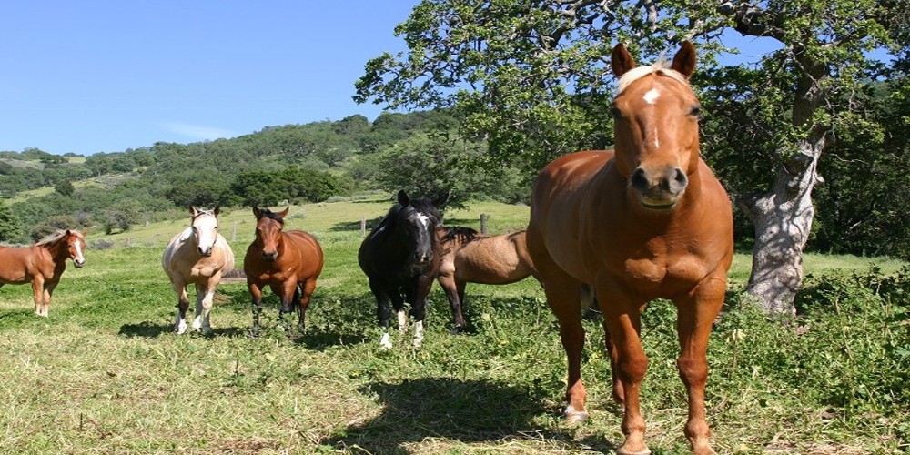 Horses eat fresh grass freshly covered with up to 100 different radionuclides & fallout hay.