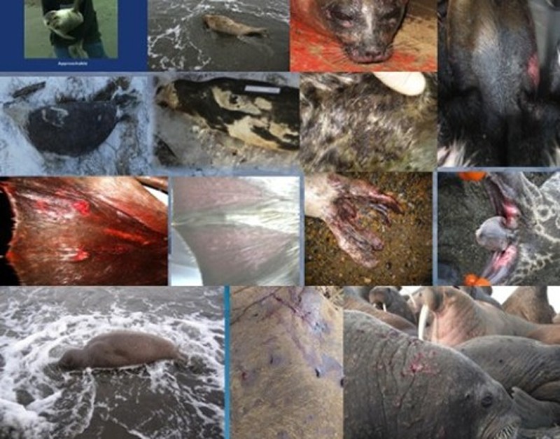  Skin ulcers on Alaska seals under the path of airborne Fukushima fallout.