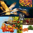 Nature & Food Images