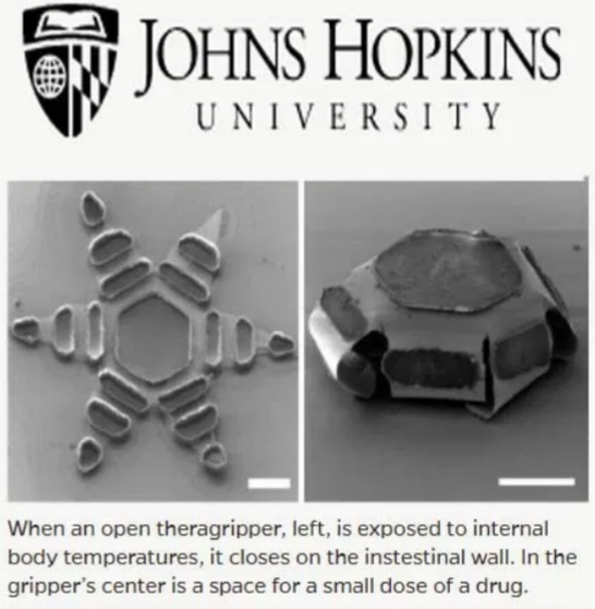 Johns Hopkins University published a study that suggests Wuhan coronavirus (COVID-19) testing swabs may be laced with tiny, star-shaped micro-devices capable of delivering vaccines to people without their knowledge or consent. Patrick Smith from JHU wrote these tiny, star-shaped micro-devices were inspired by a parasitic worm that digs its sharp teeth into its host’s intestines. Known as ‘theragrippers’, these micro-device chips made of metal and thin, shape-changing film are coated in heat-sensitive paraffin wax that is sent into the body unnoticed. Each of these chips is no larger than a speck of dust. The claim is that the dust-sized ‘theragrippers’ can be implanted in the tips of PCR test swabs and be delivered to the innocent without their knowledge or consent.
