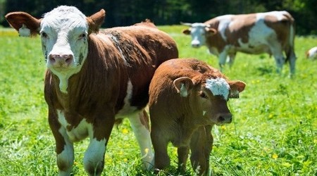 Cows Got milk? About a dozen States report that milk is too full of Fukushima fallout to be safe to drink & exceeds EPA danger limits — Federal Reserve directors (financing & directing nuclear industry) should eat plutonium & fallout like they make whales, dolphins, all ocean & land animals (including people), do.  