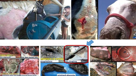 Horses' skin's falling off, bodies covered in painful lesions, eyes swollen shut, liver damage & fainting ...Fuku airborne radiation? Sea mammals' skin, too ...seaborne Fukushima radiation sickness?