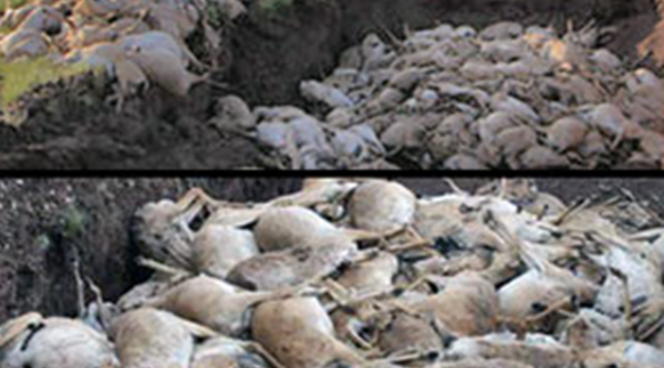 06:30 PM Sep 8, 2015 150,000 Antelopes bleeding []-8708- Rapid and complete die-off of animals near nuclear site - 150,000 antelopes bleeding from internal organs, pits brimming with corpses (PHOTOS)