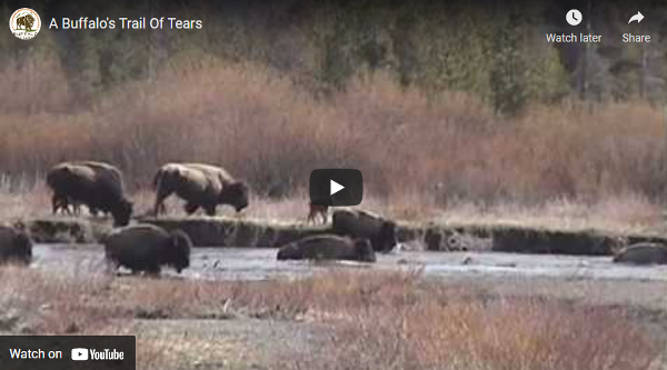 A Buffalo's Trail of Tears – the annual hazing of the last wild & free buffalo.