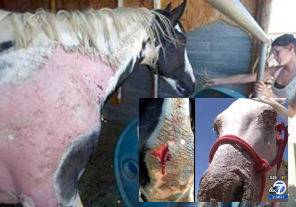 Heartbreaking illness mysteriously hits coastside California horses likely eating fallout-covered meadows, hay & water.