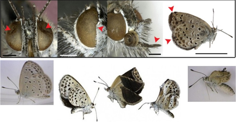 mutated butterflies born in contaminated Fukushima meadows &/or fed them