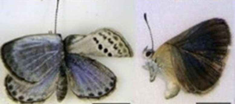 Mutated butterflies born in contaminated Fukushima meadows &/or fed them