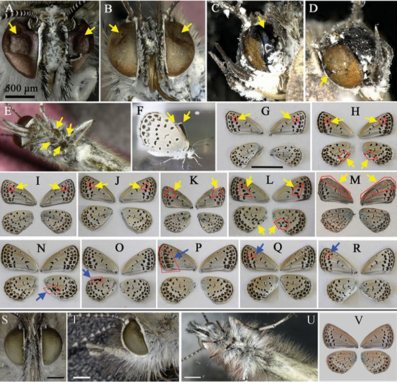 Mutated butterflies of Fukushima scientific study. 