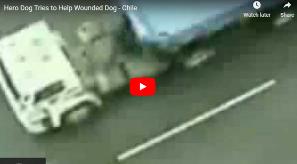 Hero dog tries to help wounded dog
