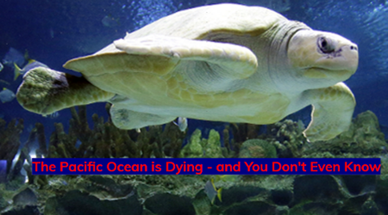 Sea Turtle: Mans laughter? ...or manslaughter? Convict nuclear holocaust denial scientists, media, central bank financiers & Congress for manslaughter ...you've already turned the other cheek & as they kill the planet