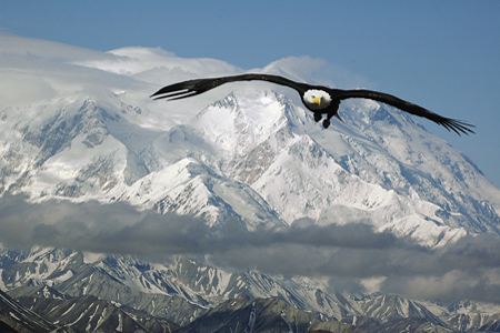 Bald Eagle in Flight With a Mountainous Background