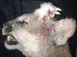 Two-headed Mountain Lion