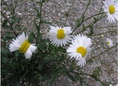 Deformed Daisy Flowers