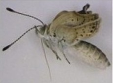 Mutated Butterflies