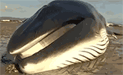 This suffering beached whale washed up on the sand & suffering in excruciating pain; caused by military & oil exploration sonar, swimming in nuclear waste & fallout, starvation, ionospheric heaters or ionospheric aerospace aerosol spraying & other military or corporate environmental pollution This suffering beached whale washed up on the sand & suffering in excruciating pain; caused by military & oil exploration sonar, swimming in nuclear waste & fallout, starvation, ionospheric heaters or ionospheric aerospace aerosol spraying & other military or corporate environmental pollution