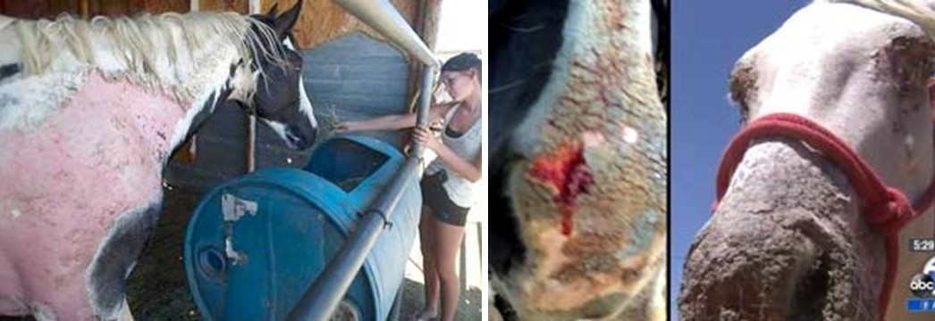 Note the skin sloughing on the horse ...it is similar to the skin sloughing on the seal ...both are mammals affected by exposure to fallout radionuclides that are airborne or seaborne.