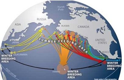 Ocean mammal, fish & sea life migration/feeding patterns