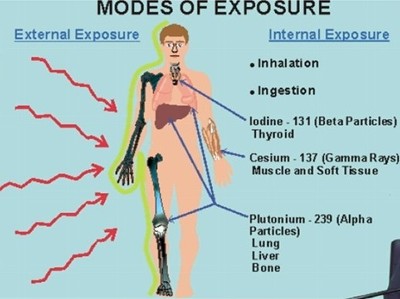 Different radionuclides attack mammals (including people) in specific places.
