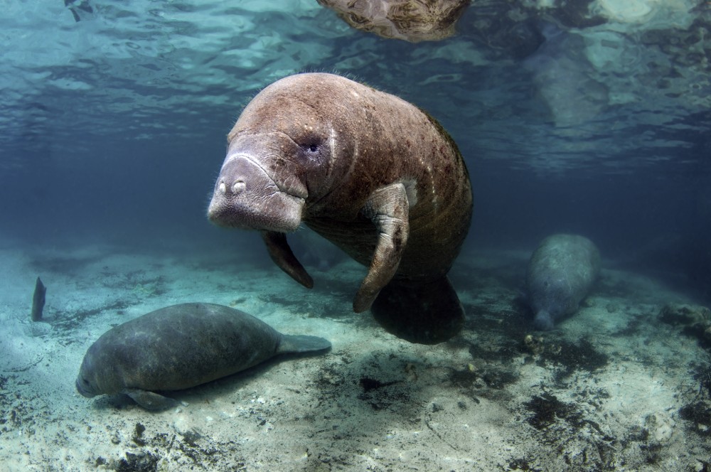 Mama Manatee guards her young.