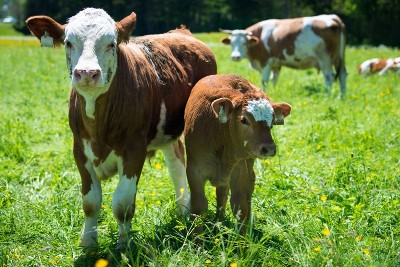 Cows graze in pastures covered in fallout. Cows graze in pastures covered in fallout.
