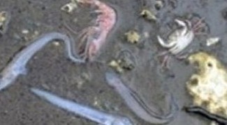 Wave after wave of freshly obliterated sea life