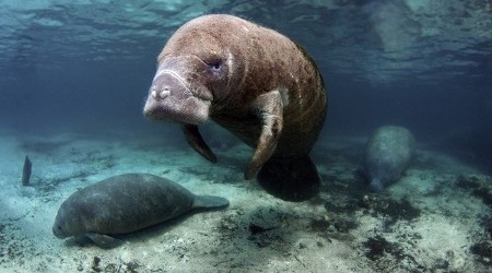 Manatee:[]-8121- Caldicott: Fukushima to pour radioactive water into Pacific for rest of Time – deep state nuclear industry covers it up – if truth comes out it will end nuclear power.