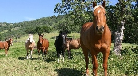 Horses, radiation sickness? - illness hits California horses - Fed Directors financing, owning & directing nuclear industry should eat plutonium & fallout like they make us & our animals, do; gee, if the pastures got covered with fallout & made the cows' milk radioactive, do you think the hay got covered with Fukushima radionuclides, too? ...ask your banker.