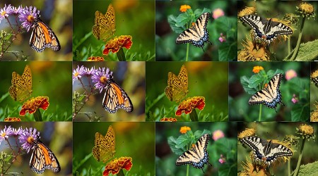 Butterflies - small animals suffer from nuclear radioactive waste, too; butterflies, lady bugs, bees, beetles, ants ...all insects are killed immediate in the areas most contaminated with airborne nuclear radioactive  waste & fallout.