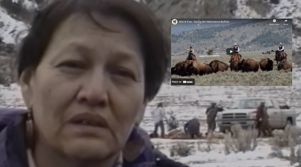 Join Buffalo Field Campaign on the frontlines of Yellowstone via this immersive, informative, and entertaining short documentary produced by Thia Martin of Redshoes Studio.  Buffalo Field Campaign is the only group working in the field and on the policy front to protect America's last wild bison.