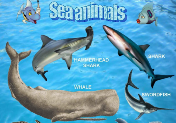 Sea Animals