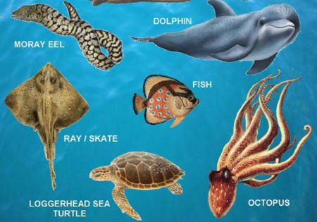 Sea Animals