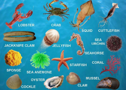 Sea Animals