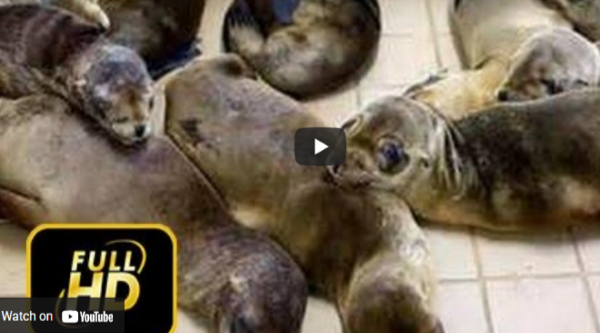 Sea Lion mass mortalityh Sea Lion mass mortalityh