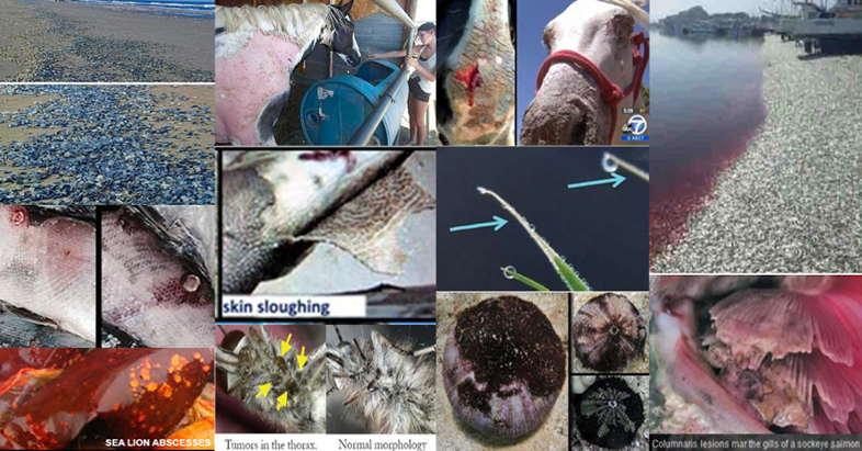 Nuclear radiation hurts animals Nuclear radiation hurts animals