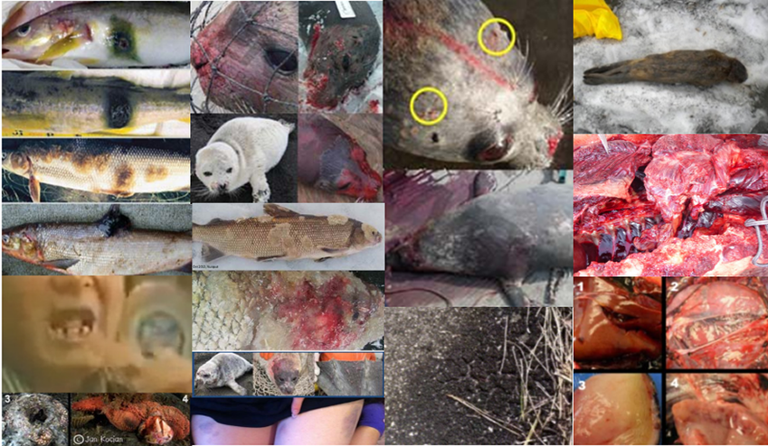 Nuclear radiation hurts animals Nuclear radiation hurts animals