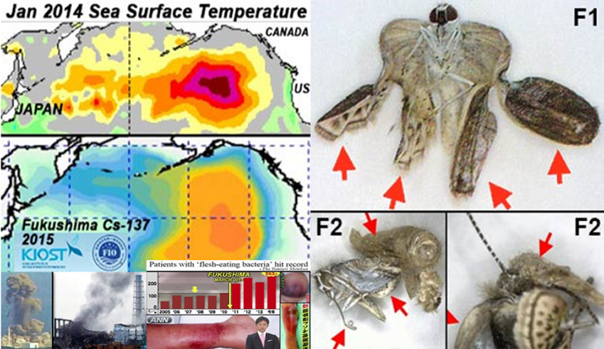 Nuclear radiation hurts animals Nuclear radiation hurts animals