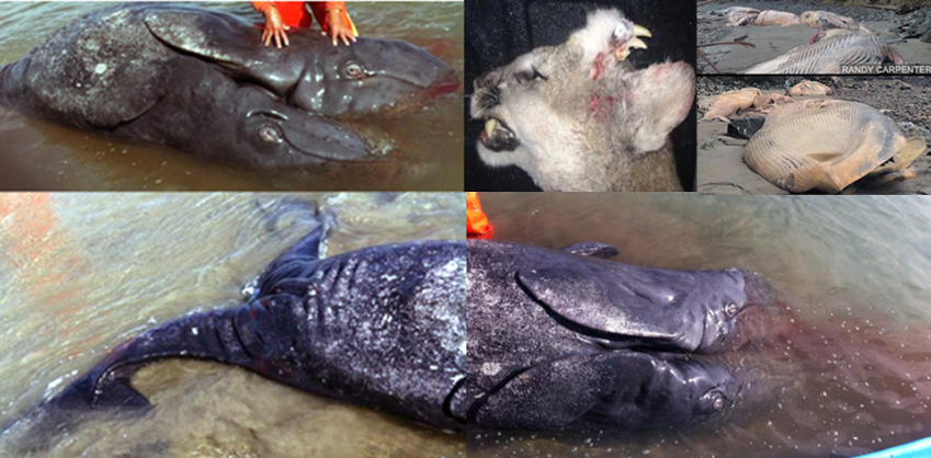 Nuclear radiation mutates &/or kills animals Nuclear radiation mutates &/or kills animals
