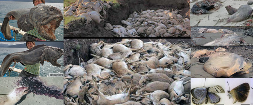 Nuclear industry radiation & fallout mutates &/or destroys animals, plants & all living things Nuclear industry radiation & fallout mutates &/or destroys animals, plants & all living things