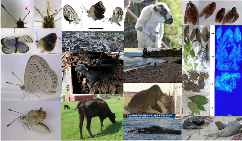 Nuclear industry radiation hurts, mutates, sickens &/or gives cancer to animals, people & all living things Nuclear industry radiation hurts, mutates, sickens &/or gives cancer to animals, people & all living things