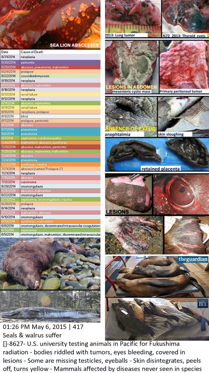Nuclear radiation hurts animals & so does electromagnetic-spectrum-microwave imaging weather warfare Nuclear radiation hurts animals & so does electromagnetic-spectrum-microwave imaging weather warfare