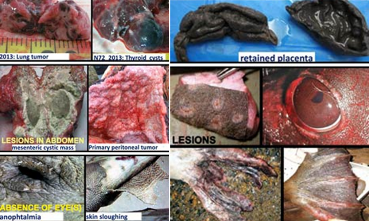New & mysterious diseases of seals & walrus.