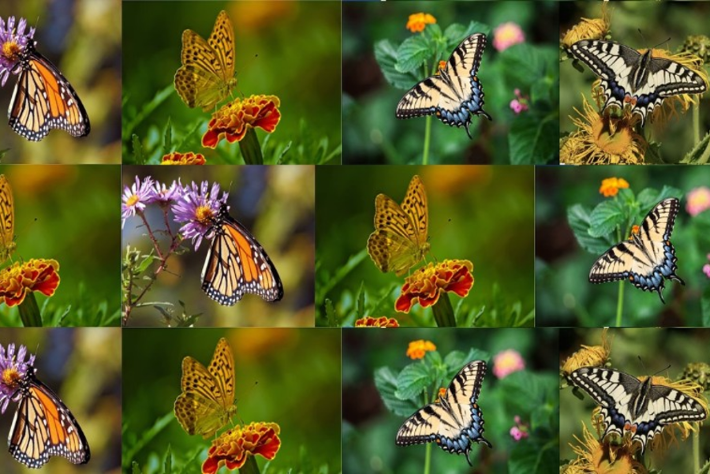 Butterflies & flowers.
