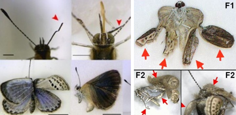 mutated butterflies born in contaminated Fukushima meadows &/or fed them